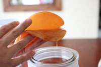 پس از تولید کامبوجا چه کنیم؟ - گیاهان دارویی دکتر دلدار